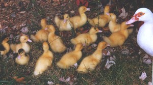 Itik Duck Farm