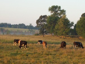 Ridgeroll Farms