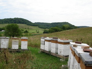 Bee-Pure Honey, Inc.