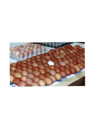 Kimber's Farm Fresh Eggs