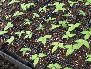 Red Root Native Nursery