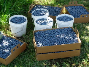 Sauvie Island Farms