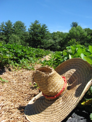 Groundwork Lawrence and Farmer Dave's CSA