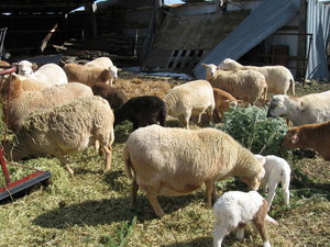 Oakbrook Farm