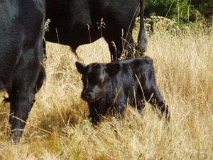 Fouch Farms