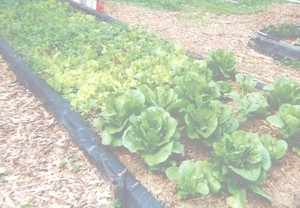 The Garden Patch and Trading Company