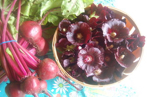 Earth Harvest Farm