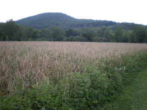 Faulkner's Farm