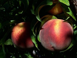 Tate Orchards-The Peach Factory