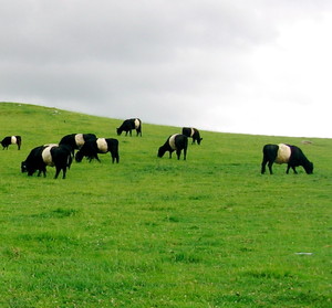 Woodtrail Graziers