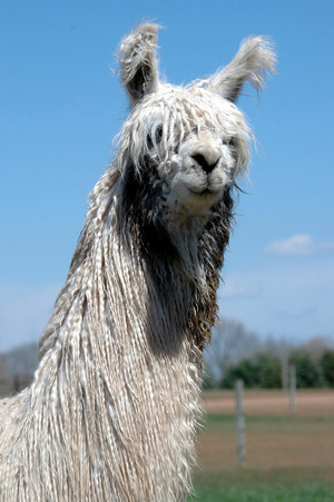 WoodsEdge Wools Farm, LLC