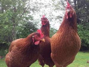 Blue Ridge Organics