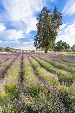 Central Coast Lavender Farm