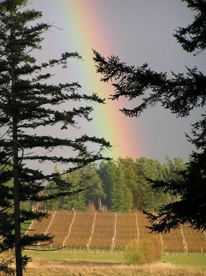 Lopez Island Vineyards