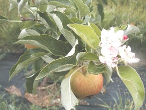Boulder Altan Alma Organic Farm