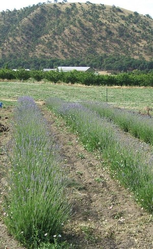 Moonshine  Farm