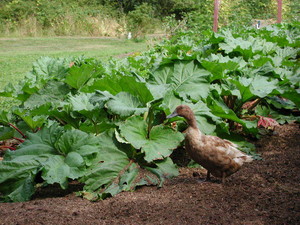 The Open Gate Farm