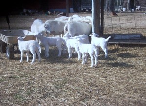 S&L Family Farm