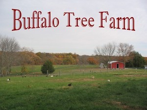 Buffalo Tree Farm