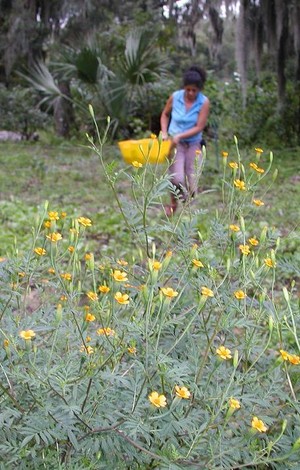 Planted Earth Vegetables