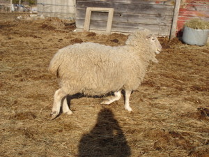 Twosheep Wools