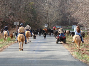 Forever Young Farm
