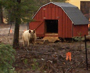Liberty Farm & Forge