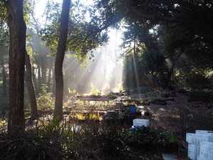Pure Land Farms