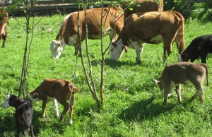 Eagle Wood Farms