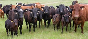 Colvin Ranch