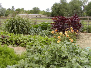 Barbara's Garden