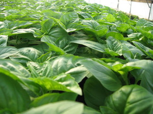 Herbs en' route