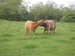 Lance's Farm Vittles