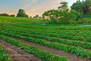 Heron Pond Farm