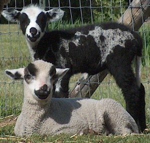 The White Barn Farm