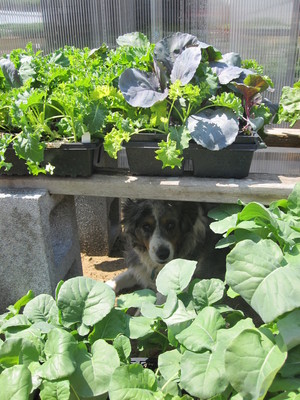 Edge of the Woods Farm