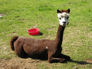 Tillamook River Alpacas