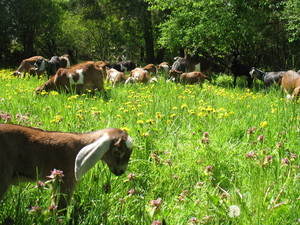 Grace Acres Farm