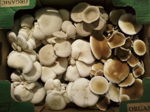 Provisions CSA Mushroom Farm