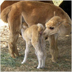 Aragon Alpacas