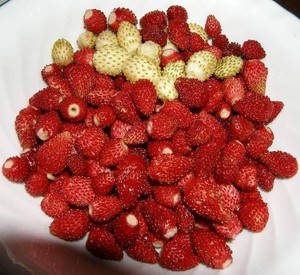 fraises des bois
