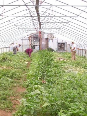 Growing Washington at Alm Hill Gardens