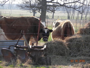 Rose Prairie Farms