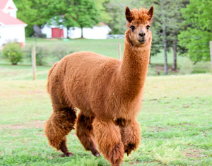 Mountain Creek Alpacas