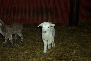 Little Creek farms