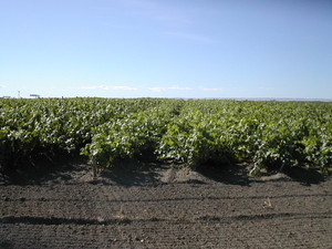 Quality Nursery - WA State Certified Grape Plants