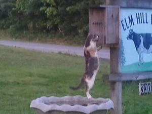 elm hill farm