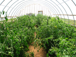 East Mountain Organic Farms