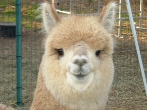 Tranquility Alpacas