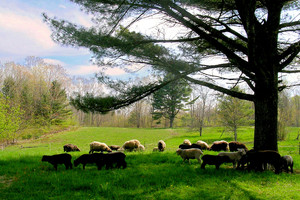 Hatchtown Farm
